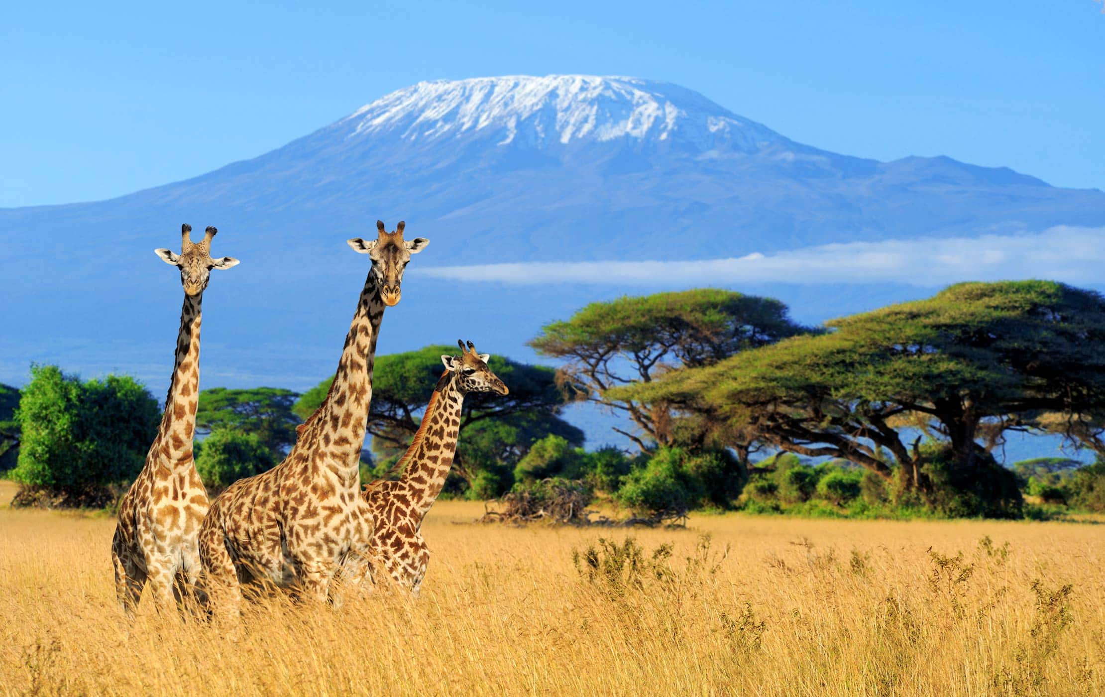 Kilimanjaro pic